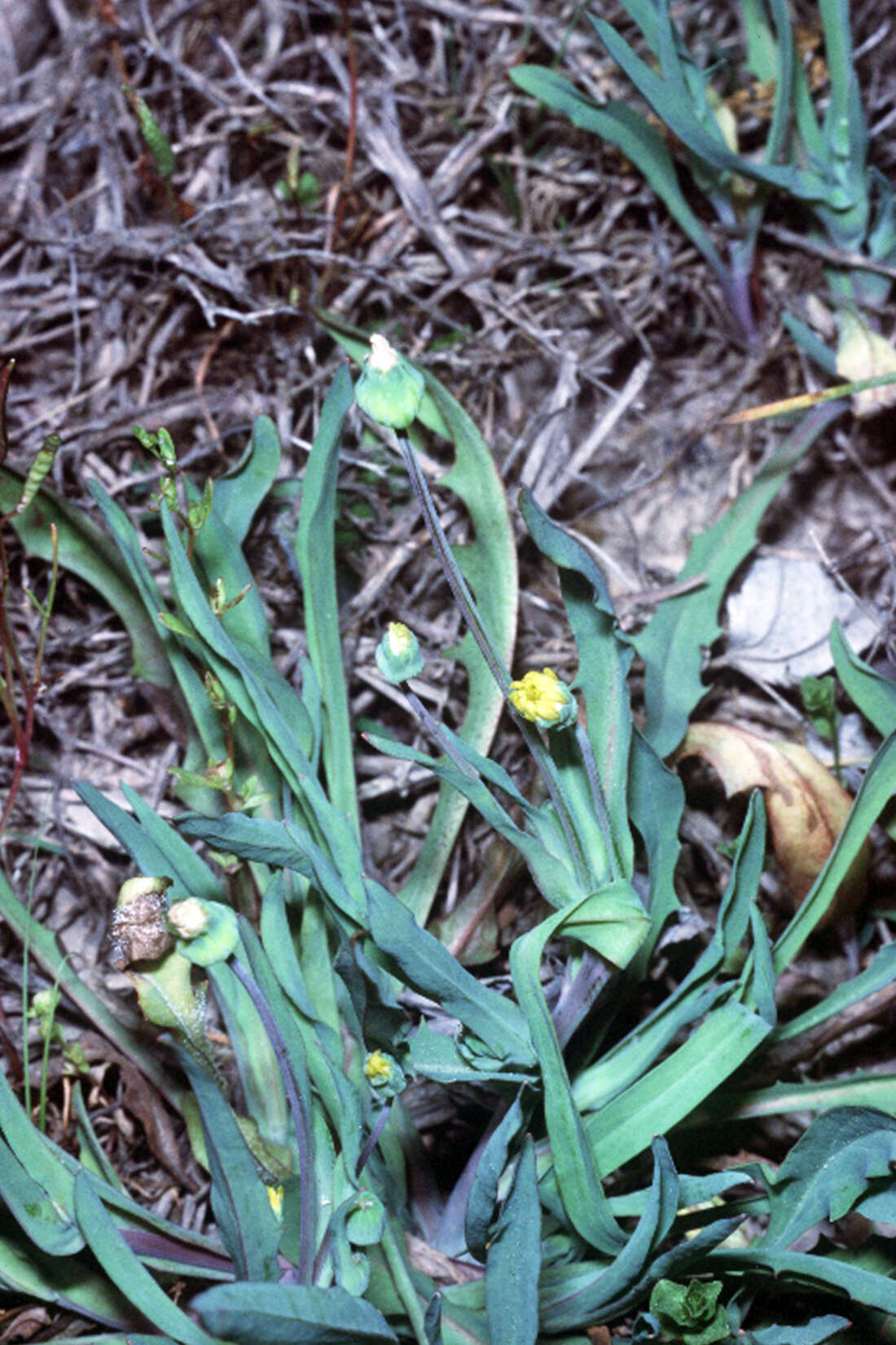 Image of Dwarf Dandelion