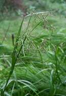 Слика од Scirpus sylvaticus L.