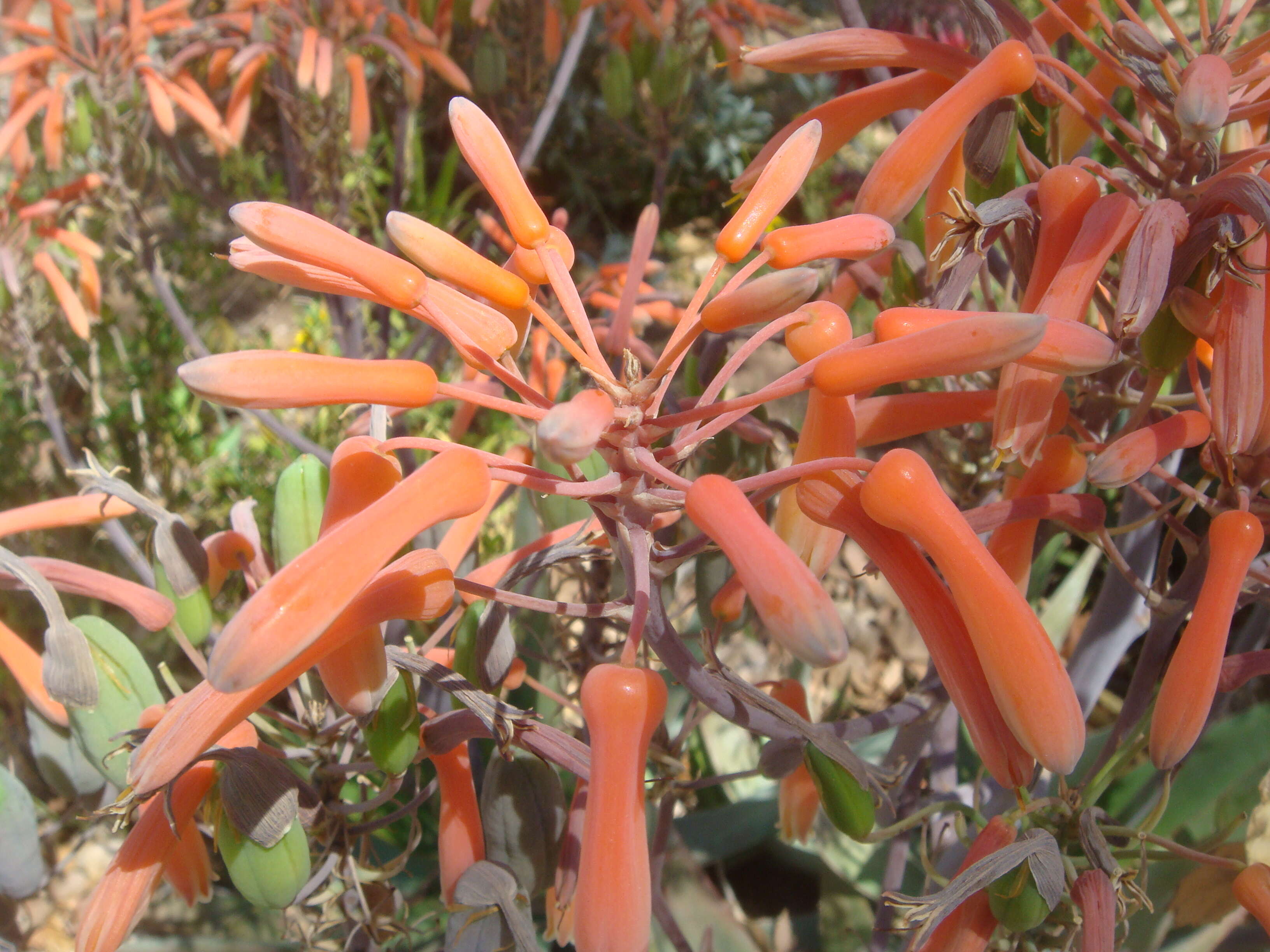 Слика од Aloe perfoliata L.