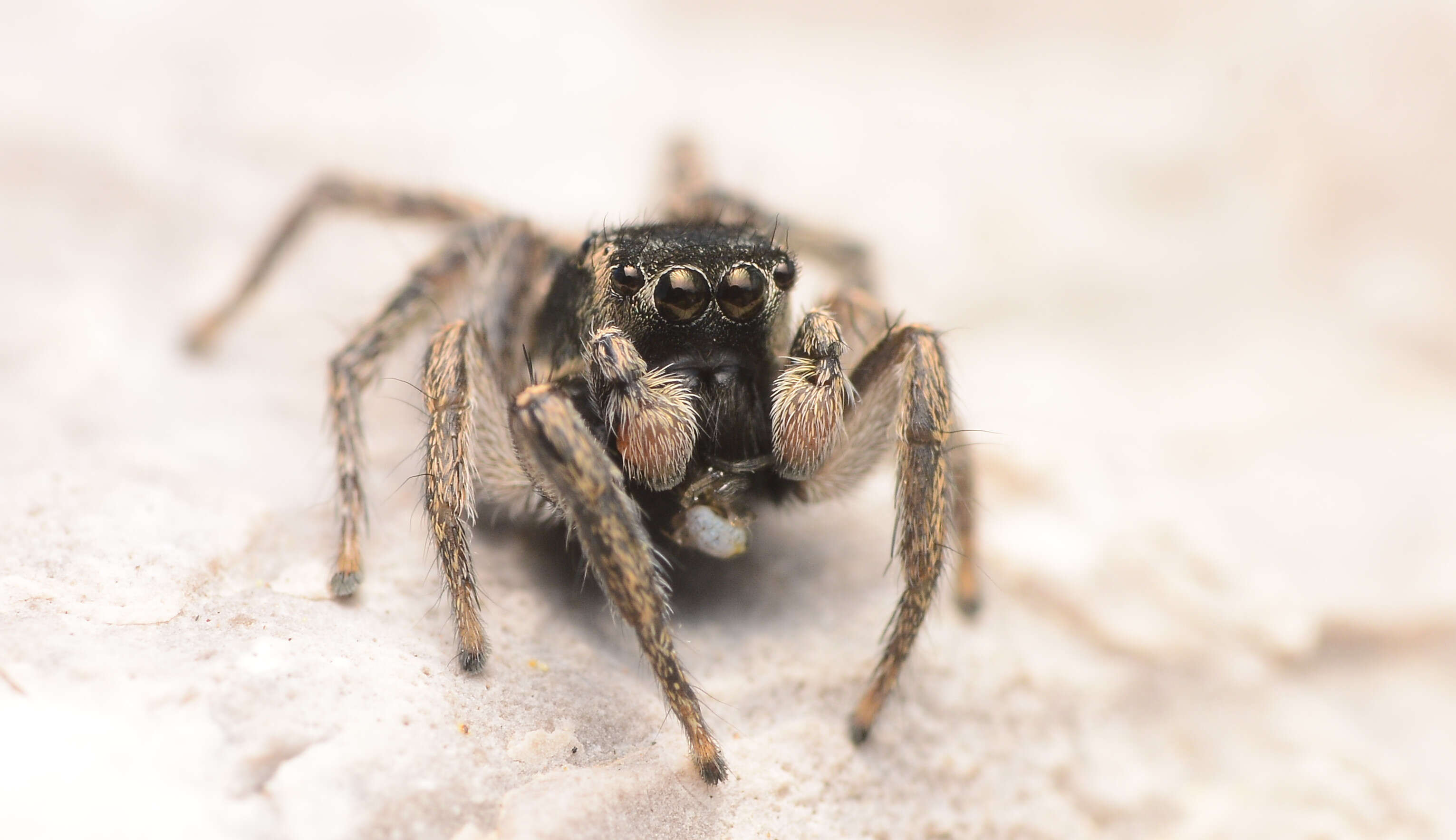 صورة Habronattus borealis (Banks 1895)