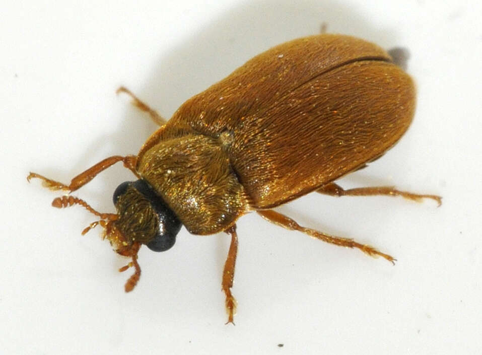 Image of Byturus ochraceus