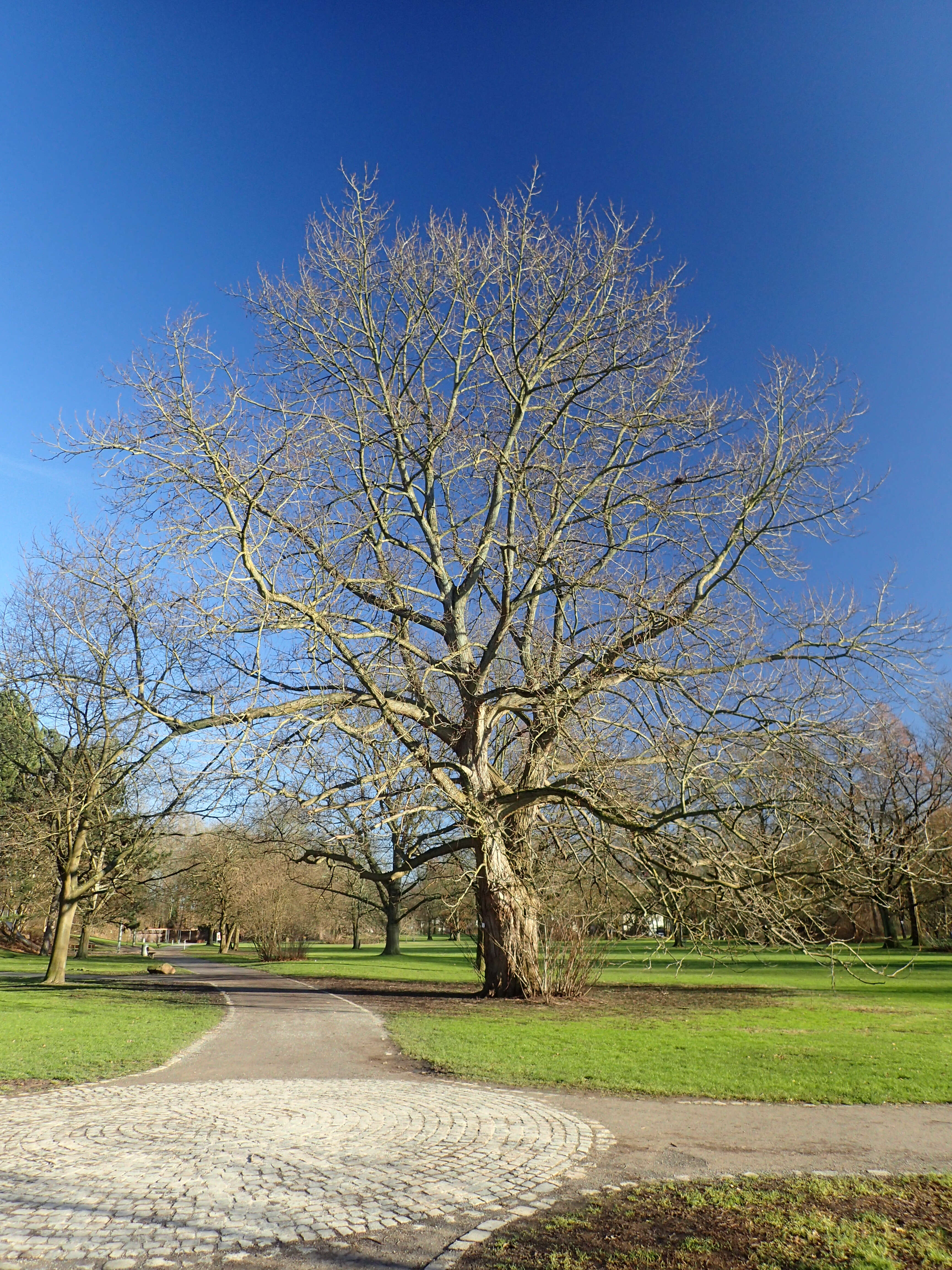 Image of Caucasian Wingnut