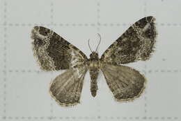 Image of Xanthorhoe saturata Guenée 1857