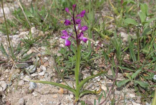 Image of Loose-flowered orchid