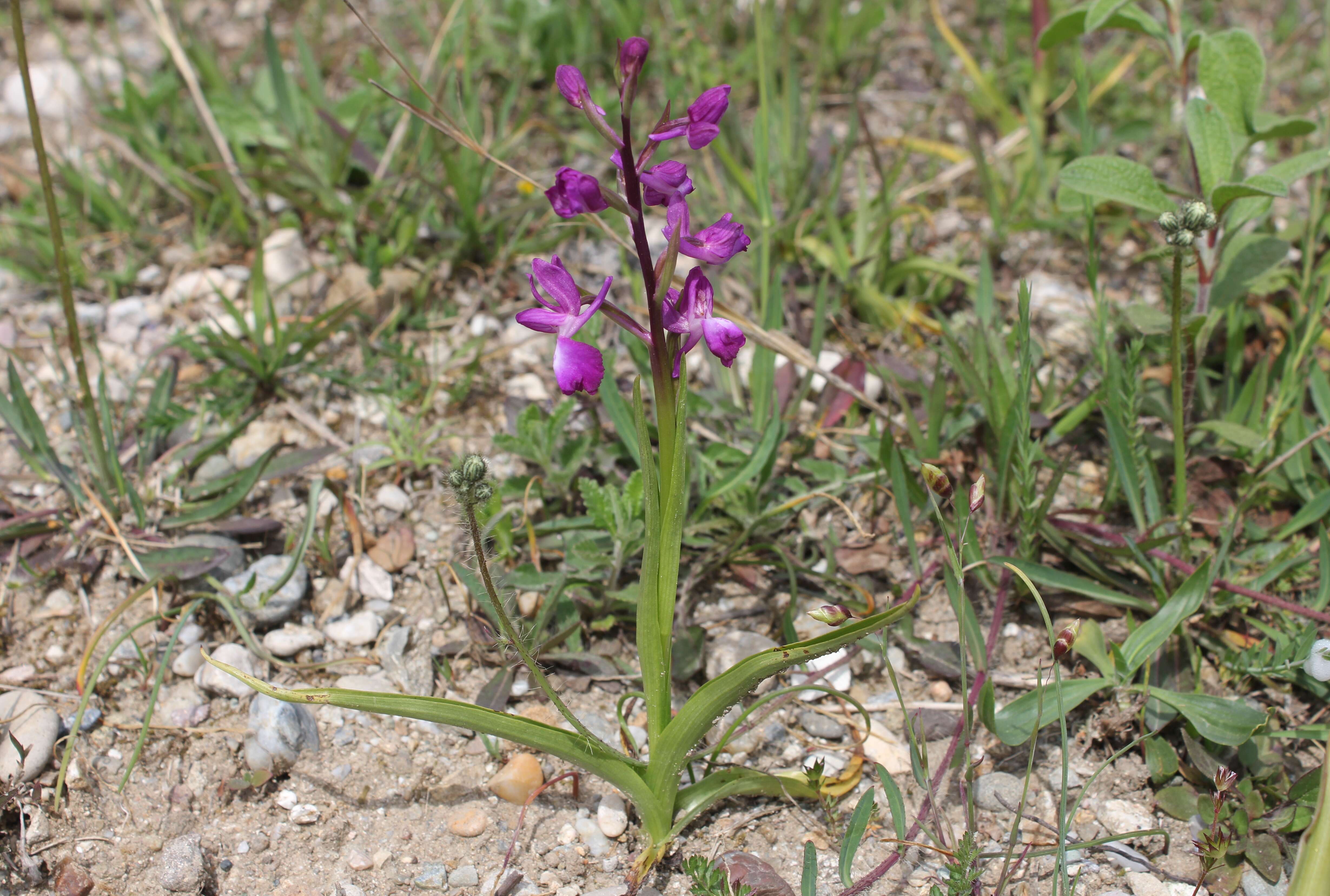 Anacamptis laxiflora (Lam.) R. M. Bateman, Pridgeon & M. W. Chase的圖片