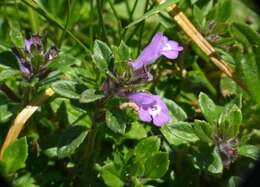 Image of Clinopodium alpinum