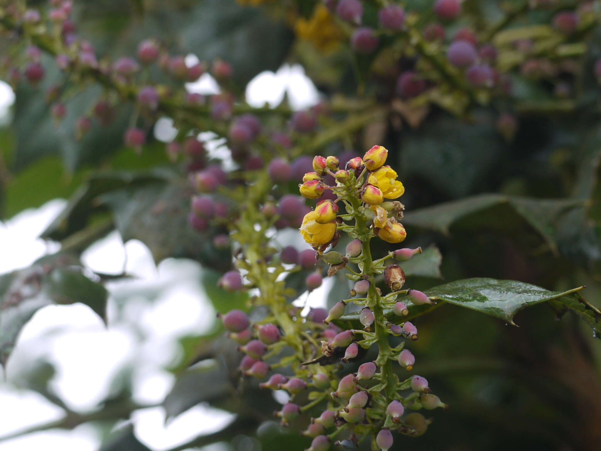 Image of Berberis napaulensis (DC.) Spreng.