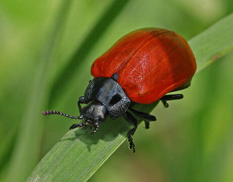 Image of Chrysomela populi