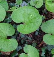 Image of Winter heliotrope