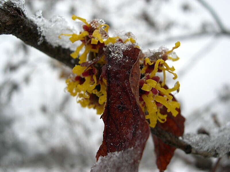 Image of Ozark Witch-Hazel