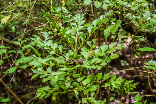 Imagem de Phyllocladus aspleniifolius (Labill.) Hook. fil.