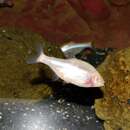 Image of Cave Tetra