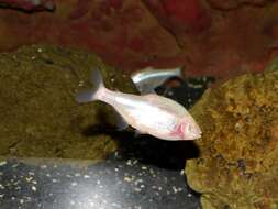 Image of Cave Tetra
