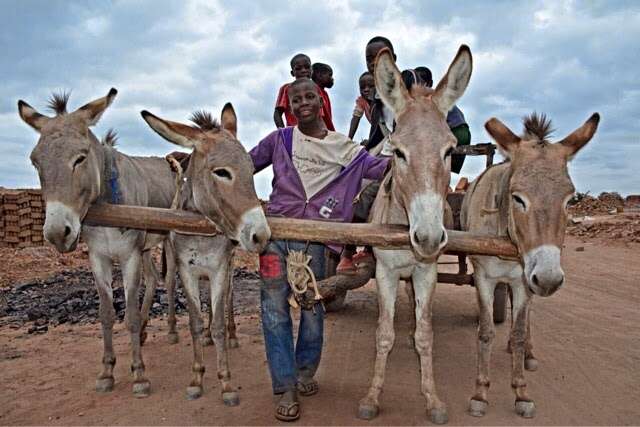 Image of Ass -- Feral donkey