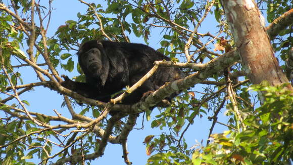 Image of Black and Red Howler