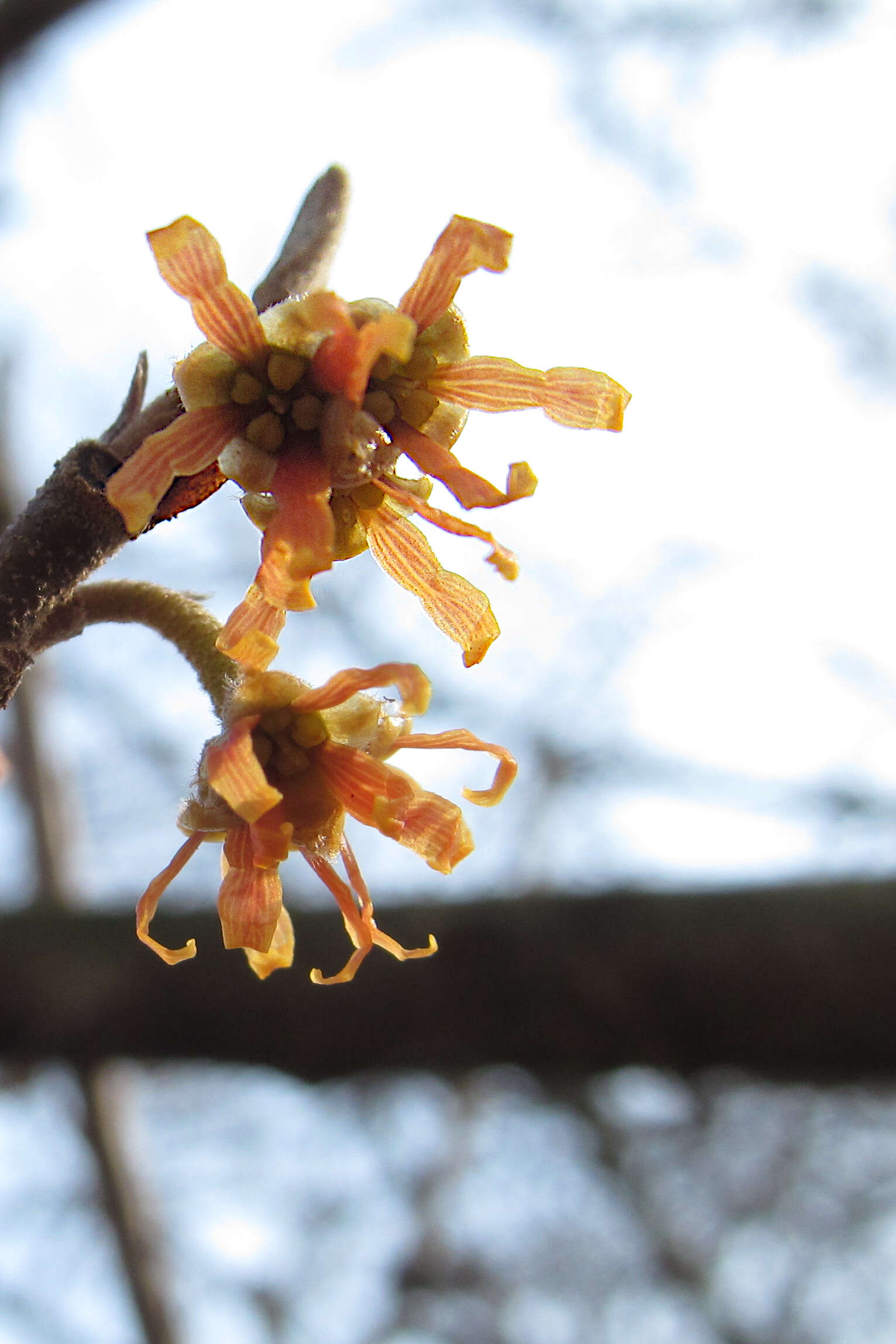 Image of Ozark Witch-Hazel