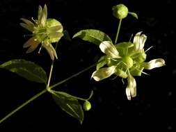 Imagem de Silene baccifera (L.) Roth