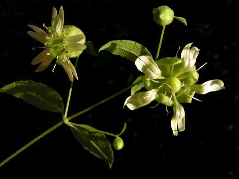 Слика од Silene baccifera (L.) Roth