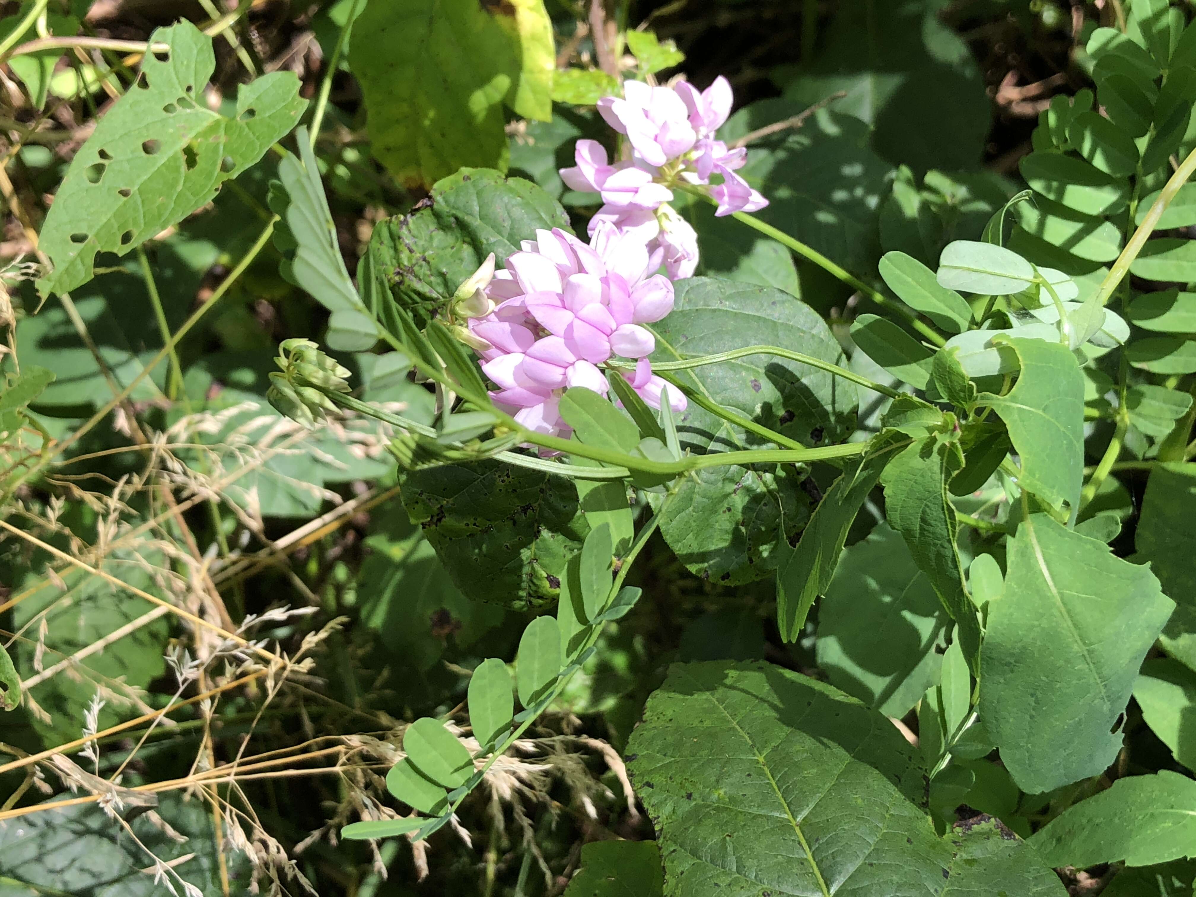 Image of crown vetch