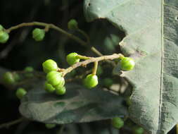 Plancia ëd Meliosma simplicifolia (Roxb.) Walp.