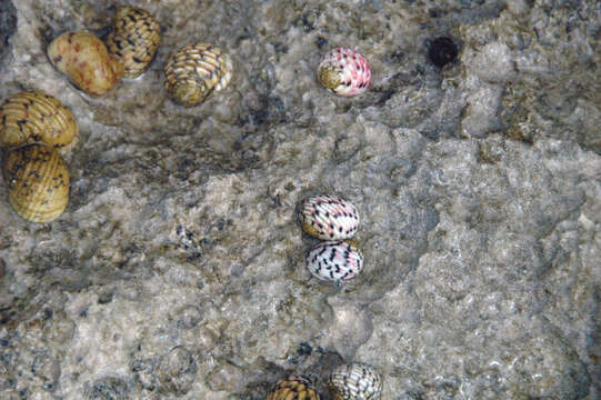 Image of four-tooth nerite