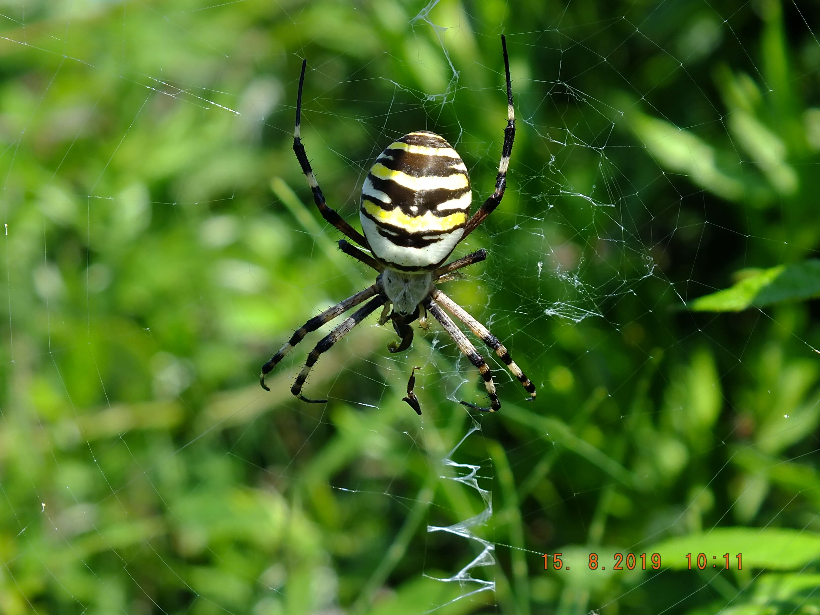 Image of Barbary Spider