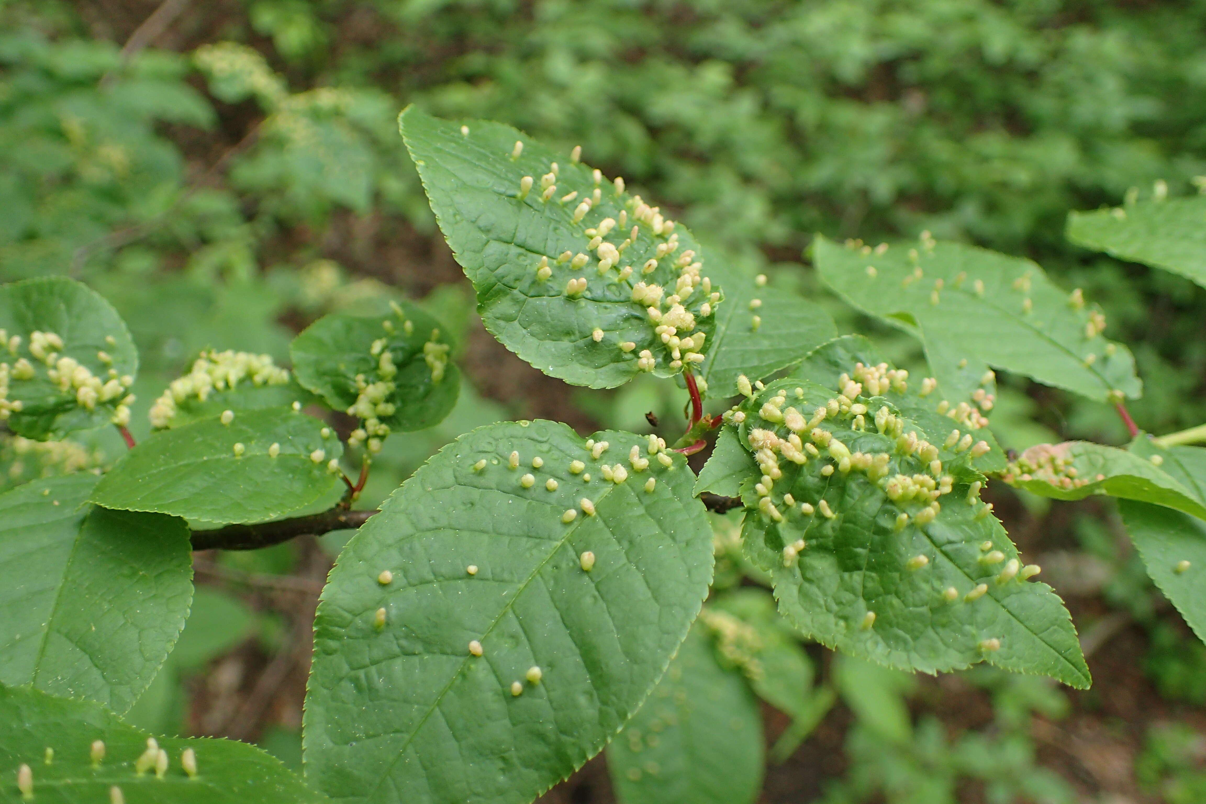 Image of Phyllocoptes eupadi