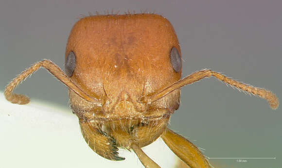 Image of Large Seed Harvesting Ant