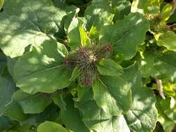 Image of common burdock