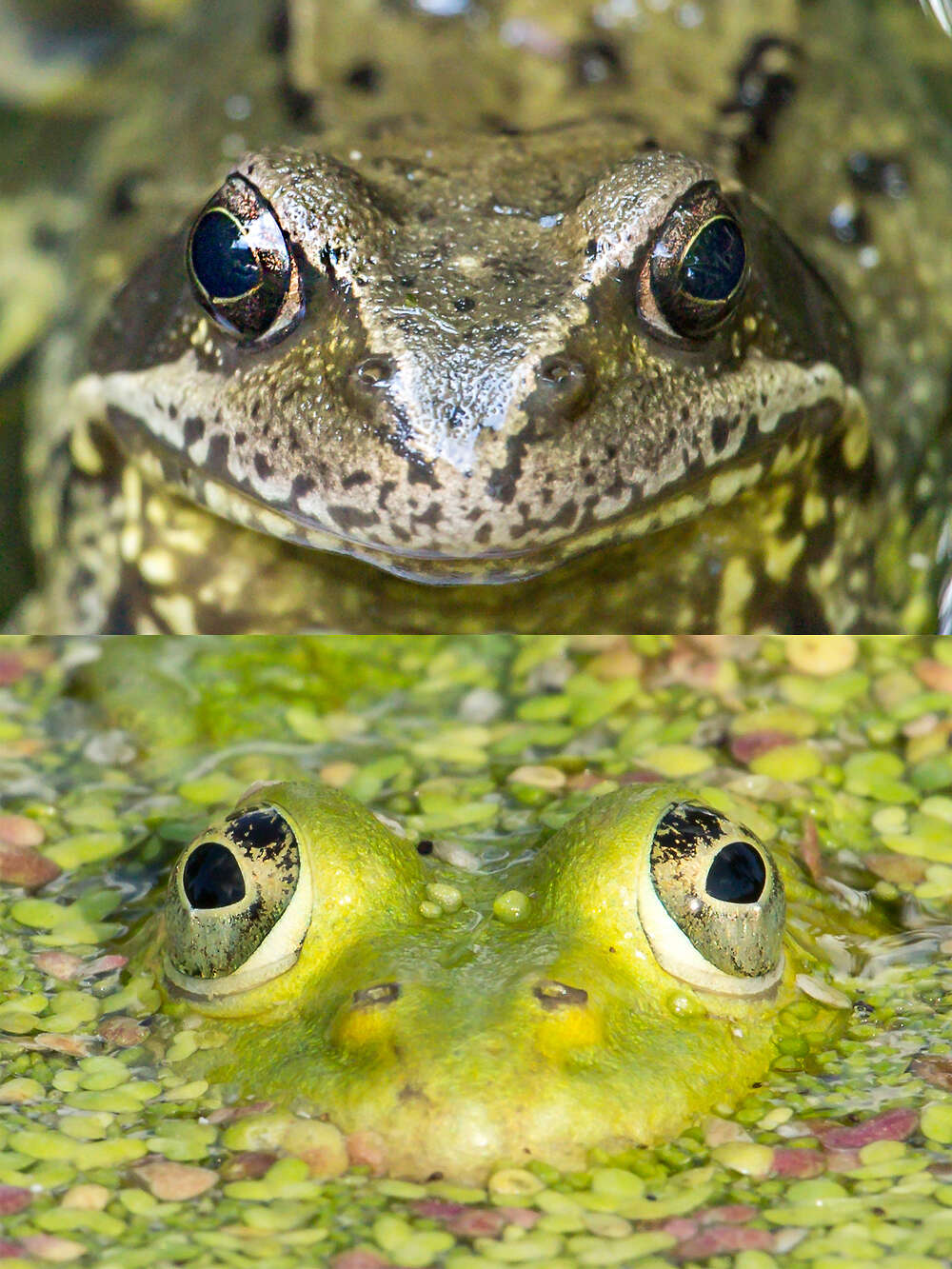 Image of Pelophylax esculentus