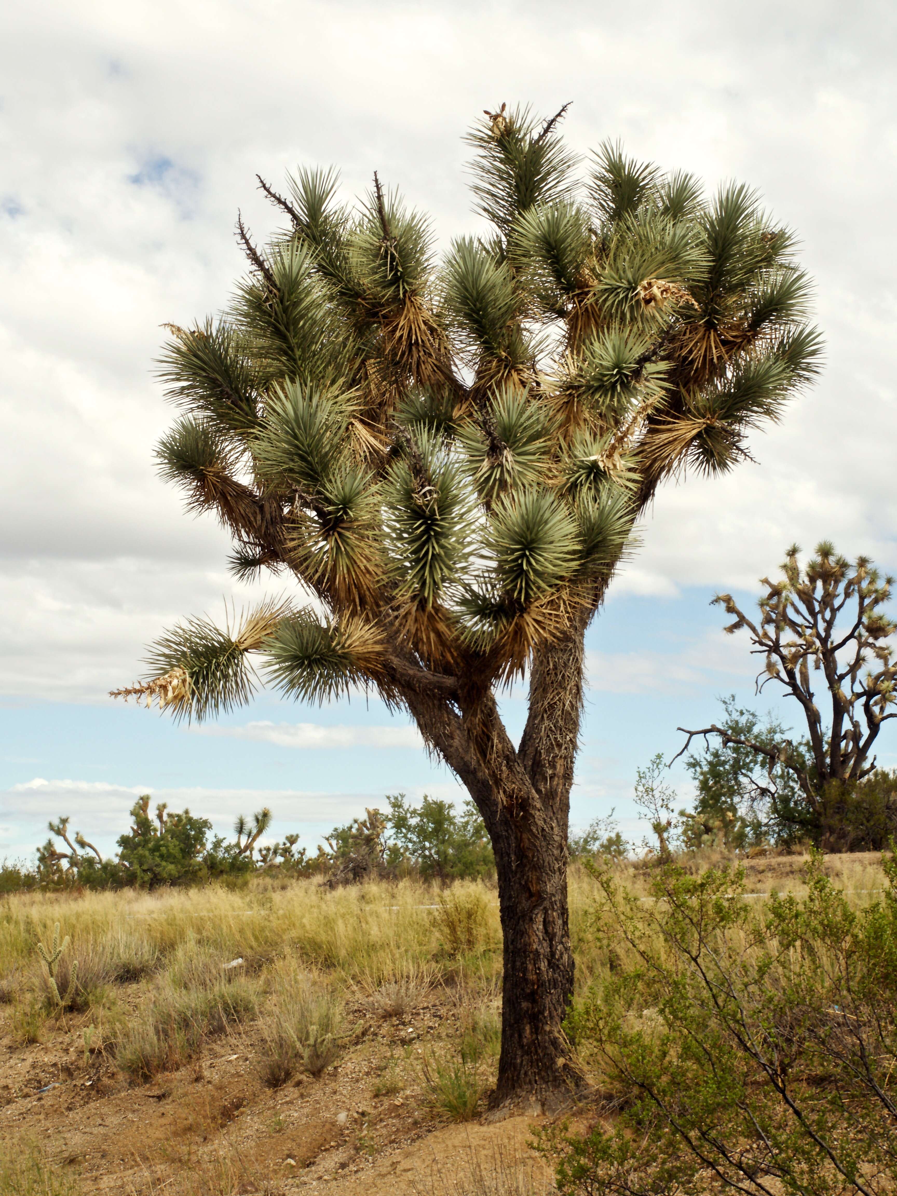 Слика од Yucca brevifolia Engelm.