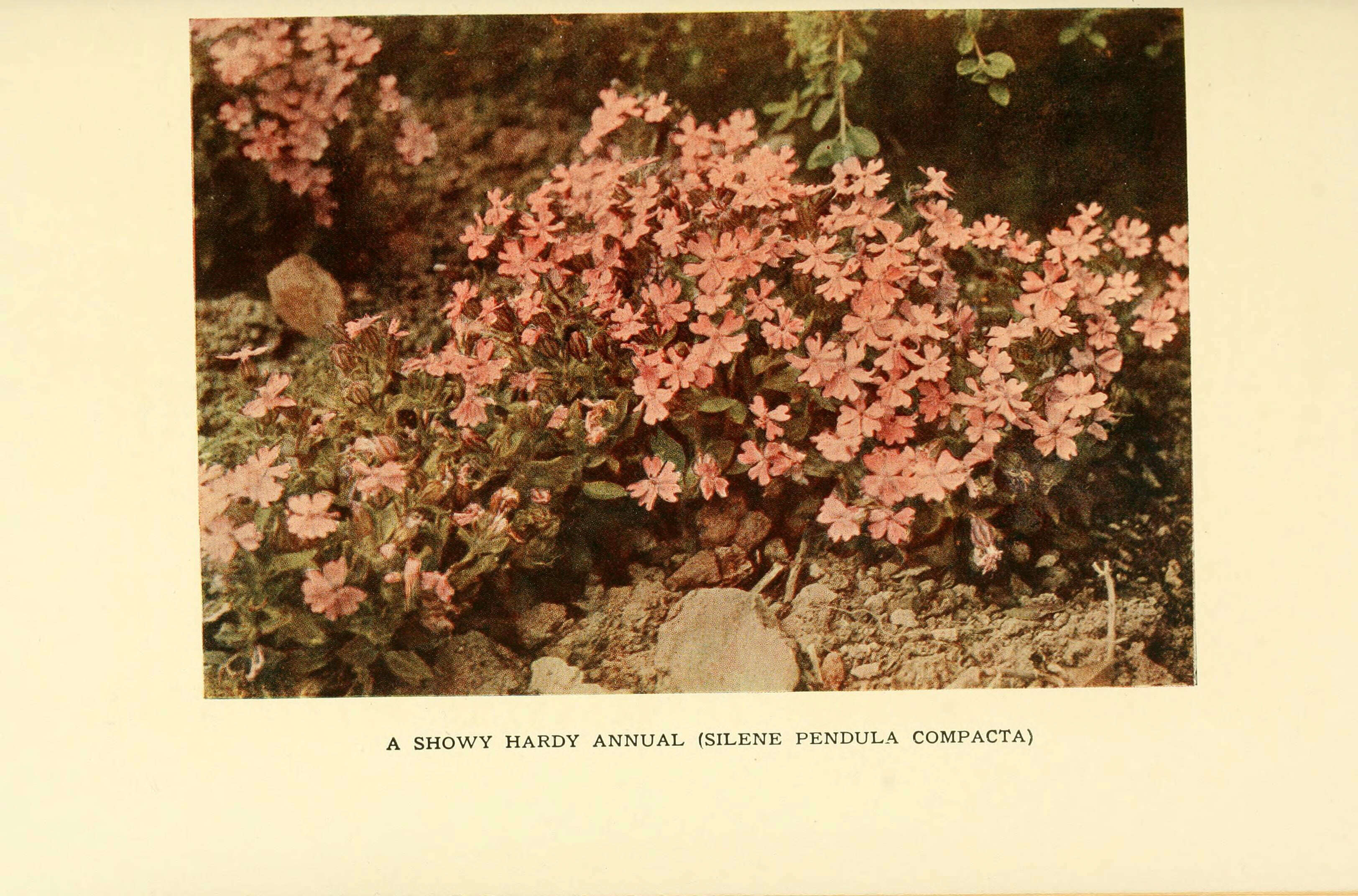 Image of nodding catchfly