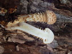 Pholiota squarrosa (Vahl) P. Kumm. 1871 resmi