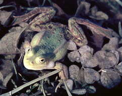 Image de Petite grenouille verte