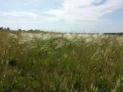 Image of European feather grass