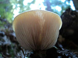 Image of Crepidotus mollis (Schaeff.) Staude 1857