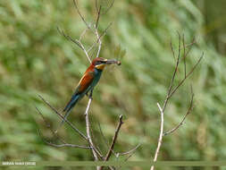 Image of bee-eater, european bee-eater