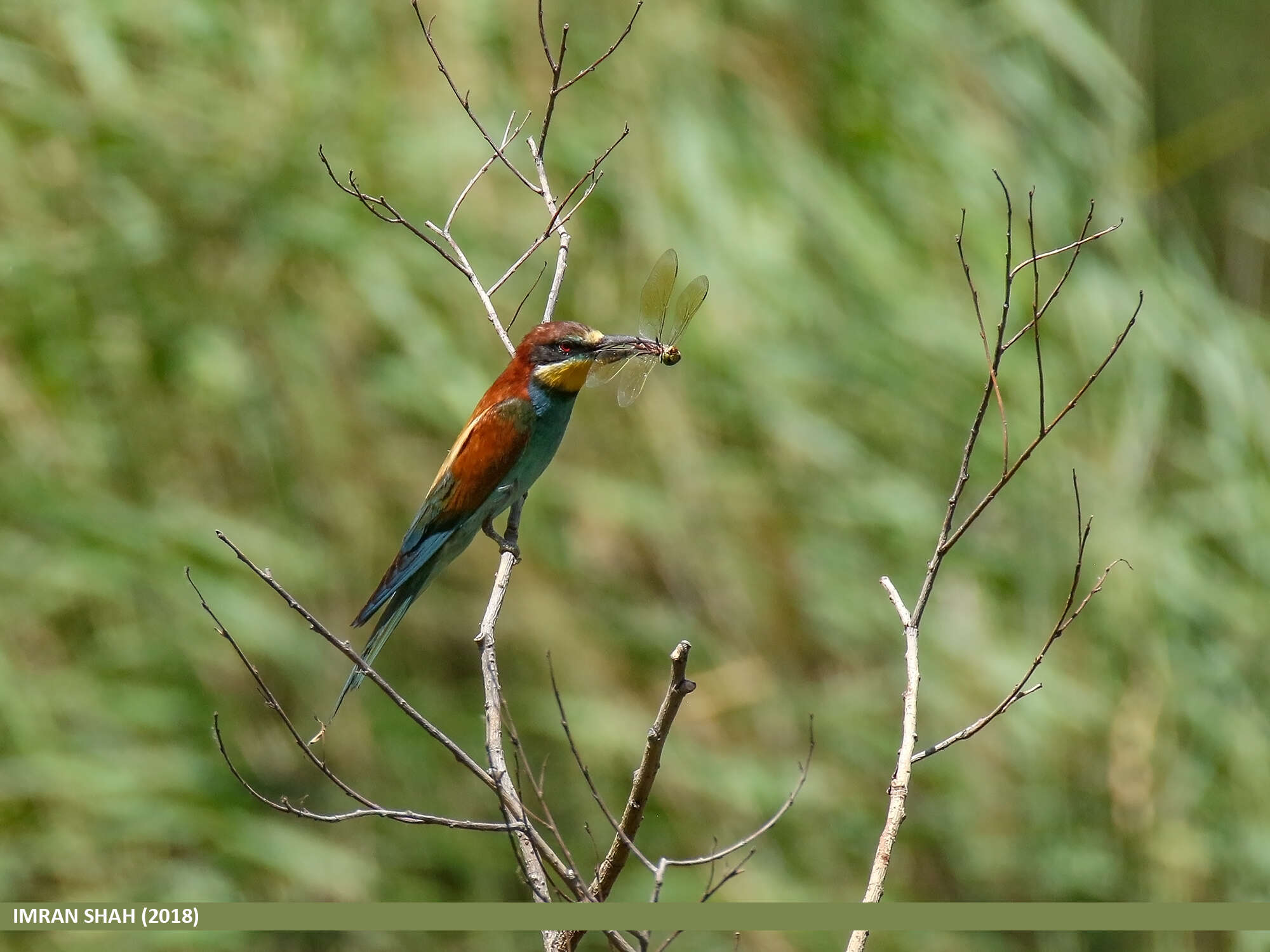 Image of bee-eater, european bee-eater