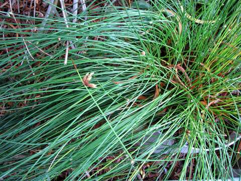 Слика од Schoenoplectiella juncoides (Roxb.) Lye