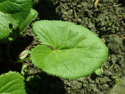 Image of Ligularia fischeri (Ledeb.) Turcz.