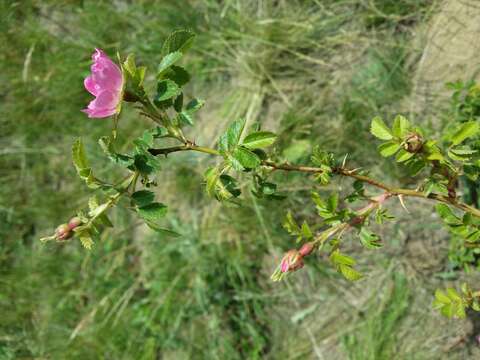 Image of Sweet-briar