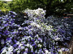 Image de Brunfelsia latifolia (Pohl) Benth.