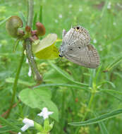 صورة Euchrysops cnejus (Fabricius 1798)