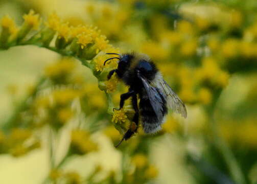 Слика од Bombus semenoviellus Skorikov 1910