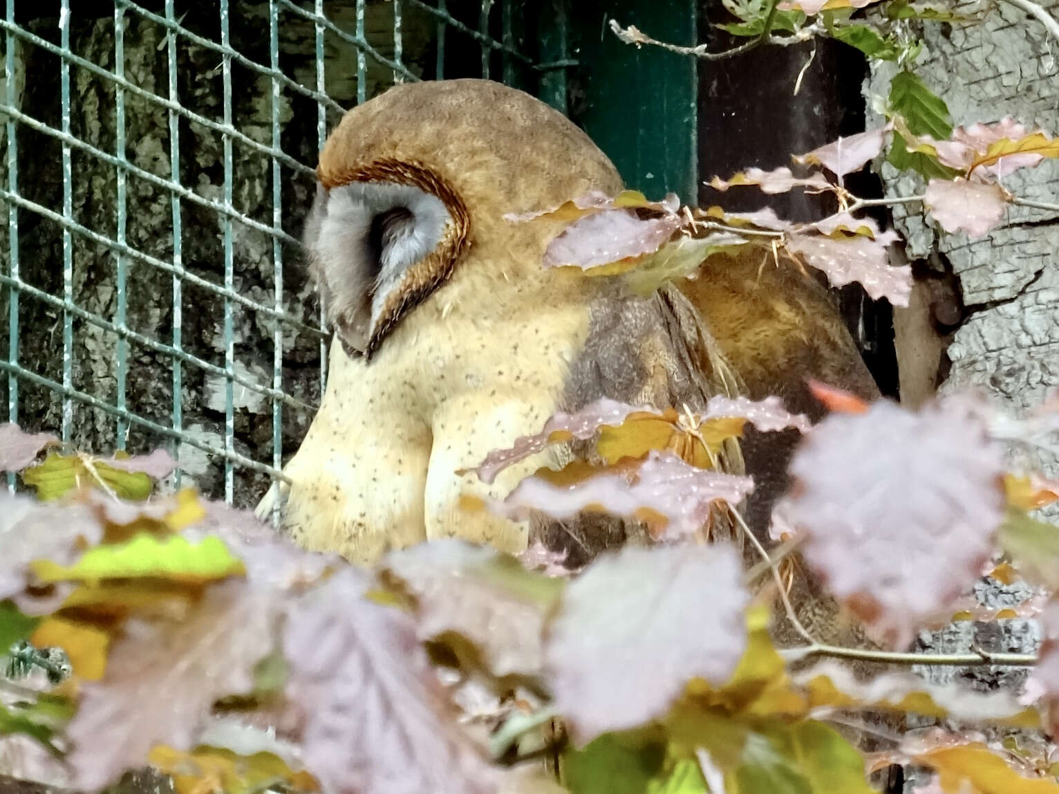 Image of Ashy-faced Owl