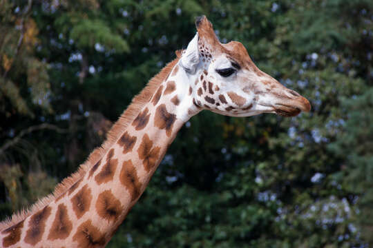 Image of Giraffe