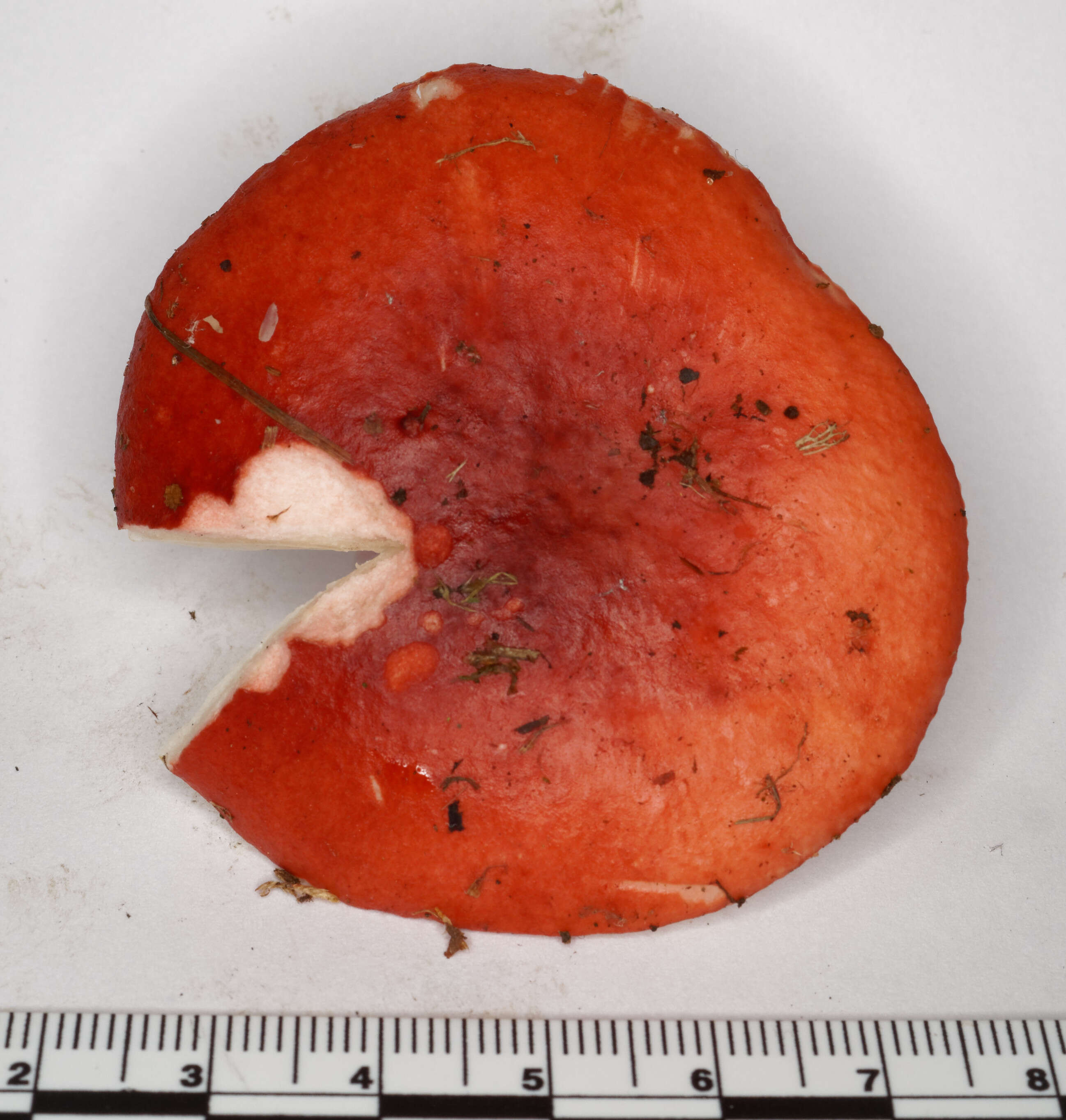 Image of Russula sanguinaria (Schumach.) Rauschert 1989