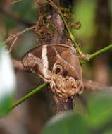 Image of Bamboo Tree Brown