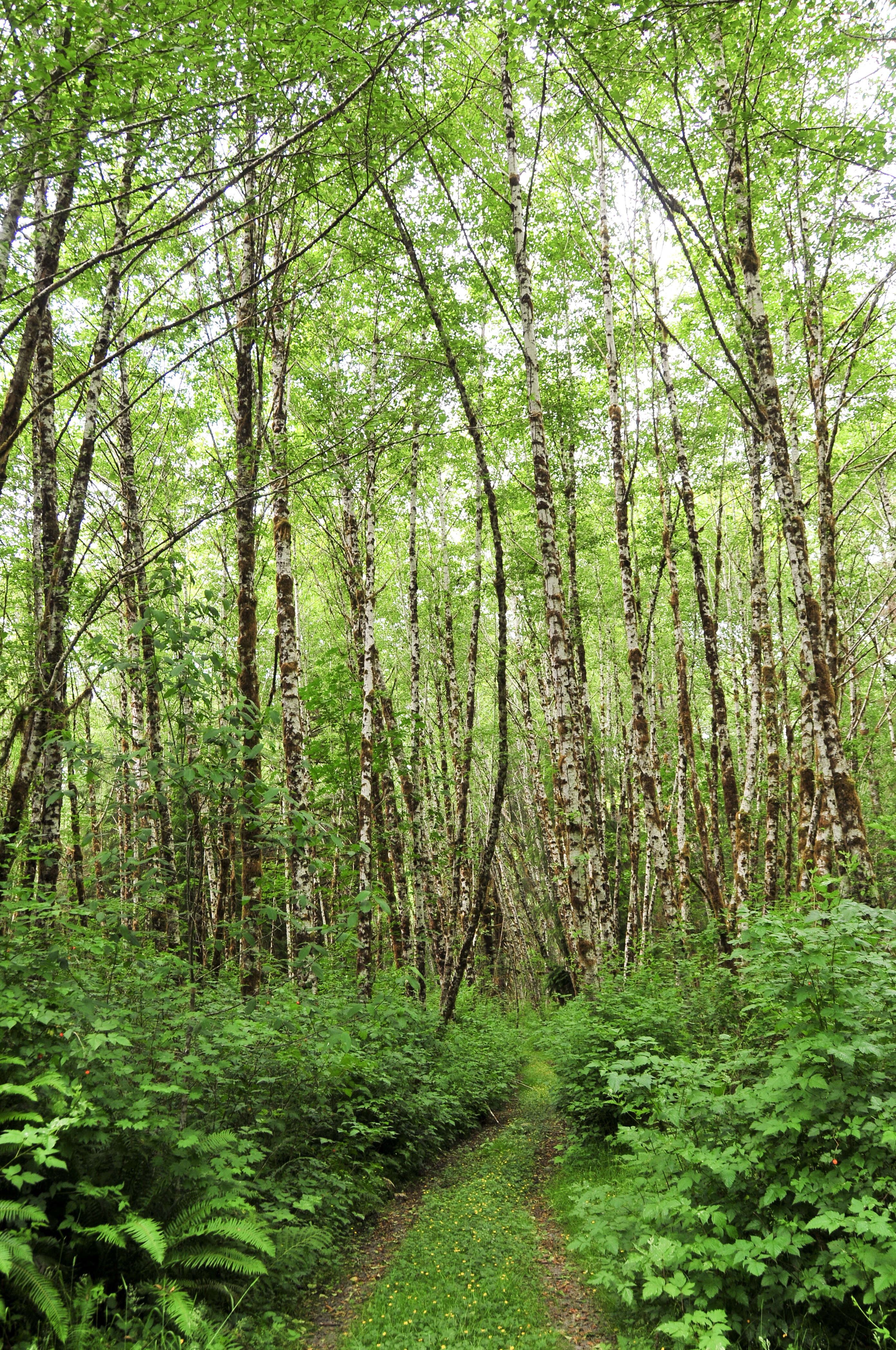 Image of Oregon Alder