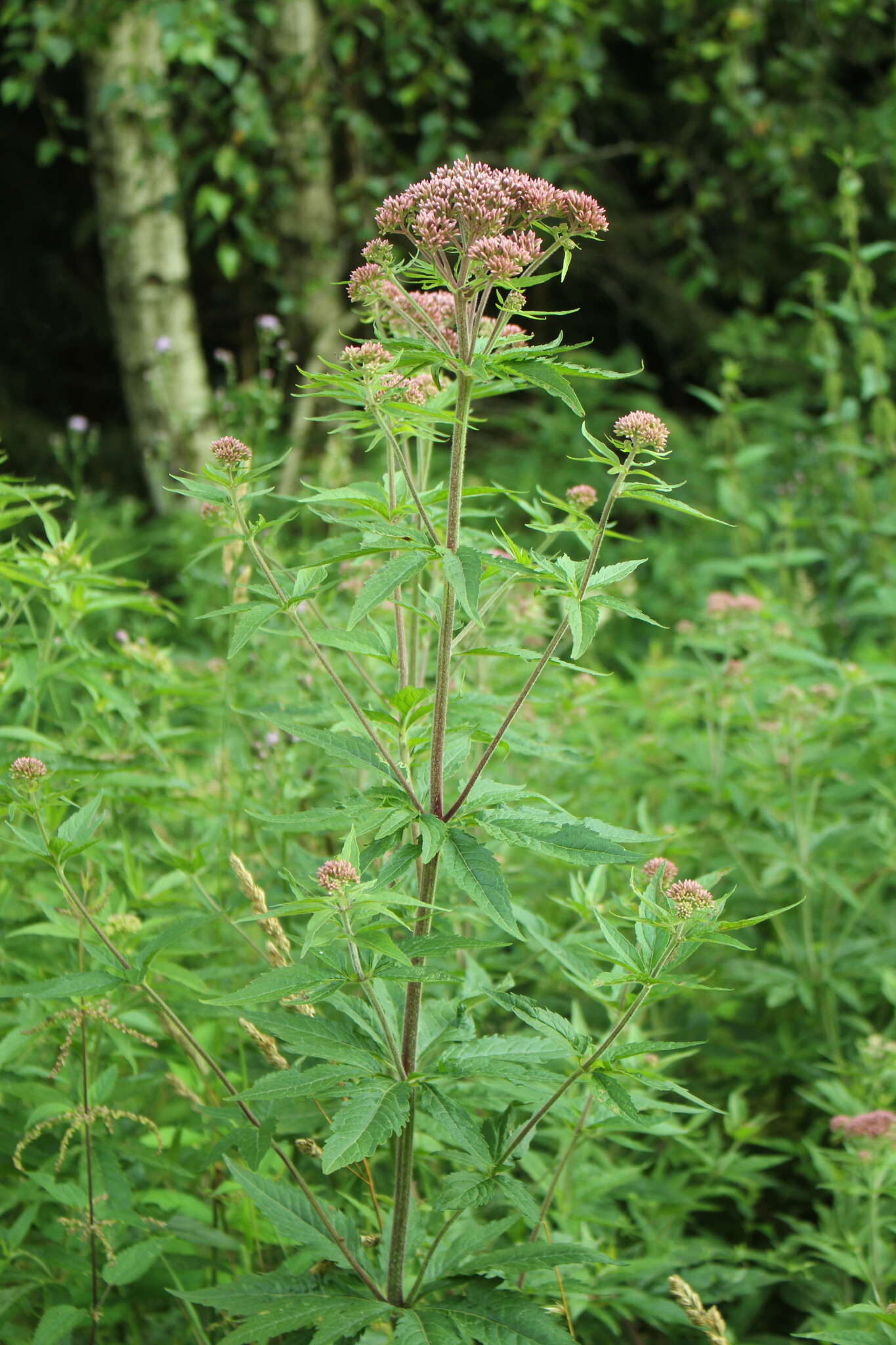 Image of hemp agrimony